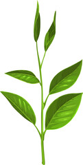 Fototapeta premium Green branch with leaves isolated herbal tea stem