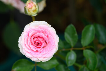 Beauty pink rose flower blossom in a garden, Decoration flowers