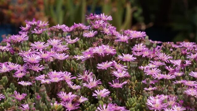 Bees Pollinating Purple Dimorphotheca Flowers in Chapultepec Forest