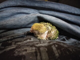 pet birds budgies cute colorful