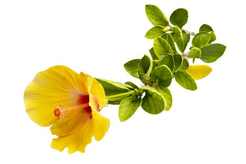 Yellow flowers of hibiscus - Powered by Adobe
