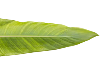 Fotobehang Green patterned leaf  © vectorfusionart