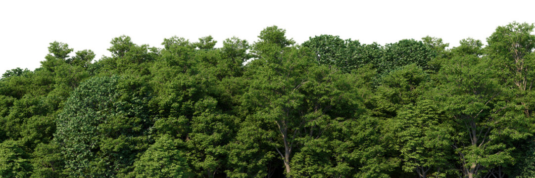 3D visualization of the background panorama of a deciduous forest. Detailed background of a park or reserve forest. Wide seamless panorama of the forest. © richman21