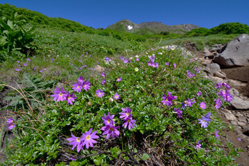 エゾコザクラの群落と白雲岳（北海道・大雪山）
