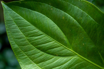 Textured Green Tropical Leaf in Hawaii.