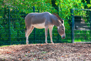 Obraz na płótnie Canvas Donkey at farm . One domestic animal at farm 