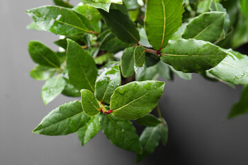 Bay tree with green leaves growing on grey background, closeup