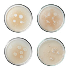 Set of Petri dishes with liquid samples isolated on white, top view