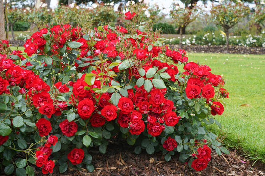 A red floribunda rose in a garden setting. Rosa 'Black Forest Rose'  (Korschwill), bred by Kordes Roses