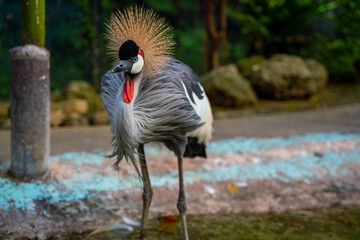 カラフルで美しゴージャスな鳥