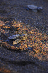 sea turtle