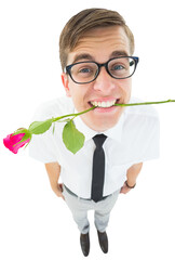Fototapeta premium Geeky hipster holding a red rose in his teeth
