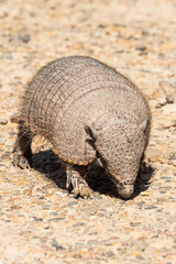 Armadillo from the front in Peninsula Valdes, Chubut, Patagonia, Argentina.