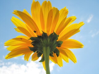 yellow gerber daisy against sky