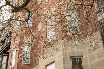 Blooming magnolias in Boston, Marlborough Street