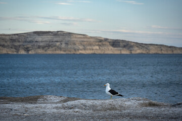 Seagull off the coast in Puerto Pirámides, Peninsula Valdés, Chubut, in Argentine Patagonia.