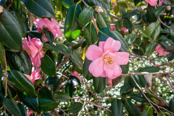 Camellias in the garden 
