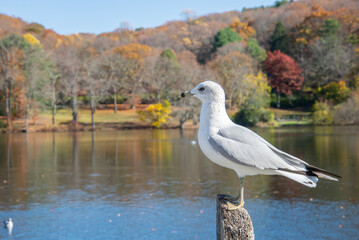 seagull on the shore