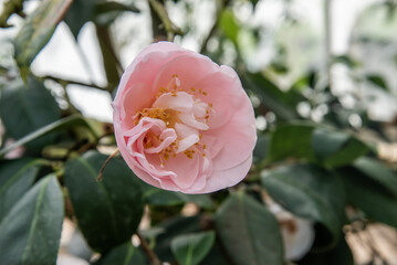 Camellias in the garden 
