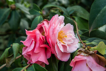 Camellias in the garden 
