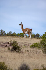 Guanaco seen in profile in the field, in Peninsula Valdes, Chubut, Patagonia Argentina.