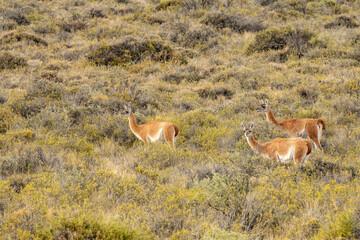 Guanacos in the field, in Peninsula Valdes, Chubut, Patagonia Argentina.