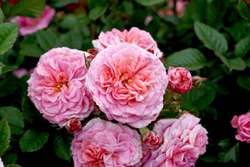 Rosa 'Amoretto' aka 'Love Affair'  (Koraugneru).  A beautiful floribunda rose with a wonderful play of colour.  Bred by Kordes Roses.