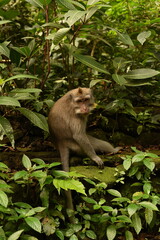 long-tailed Macaque in the forest