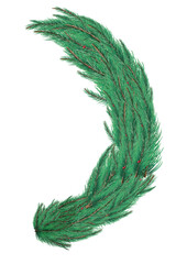 Green fir tree branch