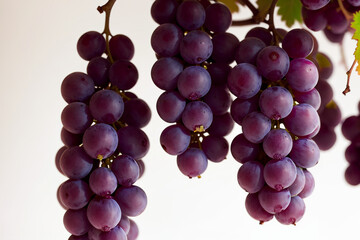 Fototapeta premium grape, fruit, grapes, fresh, healthy, wine, sweet, dessert, purple, natural