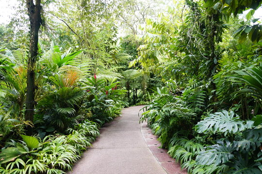 The walking path inside a garden with a variety of tropical plants