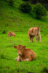 Beautiful three orange cows in a green field, laying down and eating grass. 