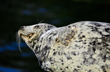 Harbor Seal going for a nap!