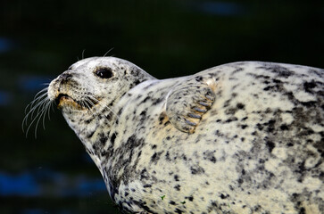Harbor Seal