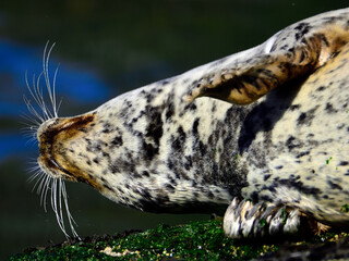 Obraz premium Harbor Seal napping!
