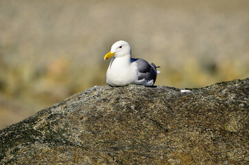 Seagull resting on a rock