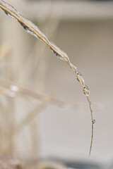close up of single iced over stalk of dry grass