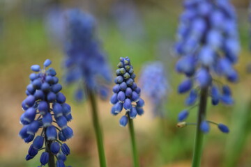 ムスカリのかわいい花