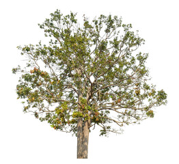 Green tree isolated on transparent background with clipping path, single tree with clipping path and alpha channel.