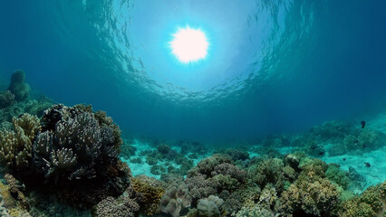 Underwater Scene Coral Reef. Tropical underwater sea fishes. Philippines.