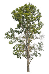 Obraz premium Green tree isolated on transparent background with clipping path, single tree with clipping path and alpha channel.
