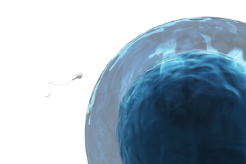 Sperm moving towards ovum