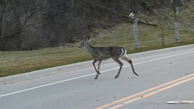 Five Deer Crossing the Street