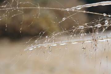 close up of single iced over sprigs of dry plant, frozen water drops
