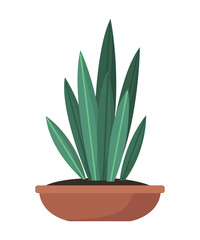 houseplant in flat pot