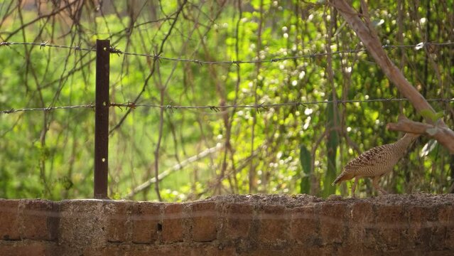 A Grey francolin or Ortygornis pondicerianus standing on a fenced wall in a backyard of Gwalior Madhya Pradesh