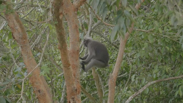 Macaque, Monkey Hanging on Tree in Mount Jerai, Sungai Petani