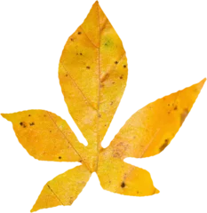 Gordijnen Close-up of yellow autumnal leaf © vectorfusionart
