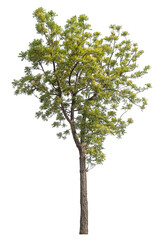 Obraz premium Green tree isolated on transparent background with clipping path, single tree with clipping path and alpha channel.