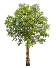 Green tree isolated on transparent background with clipping path, single tree with clipping path and alpha channel.